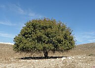 State Tree of the Islamic Republic of Mauritania