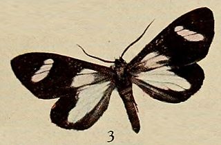 <i>Pitthea cyanomeris</i> Species of moth