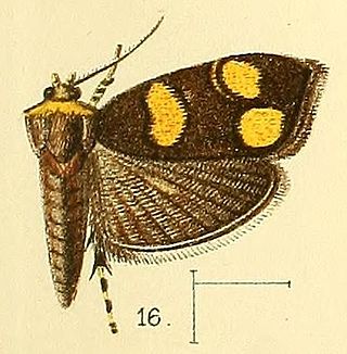 <i>Choreutis flavimaculata</i> Species of metalmark moth in genus Choreutis