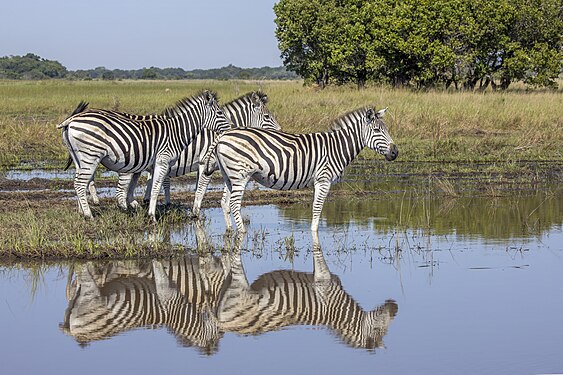 Equus quagga (Plains zebras) Maputo National Park, Mozambique