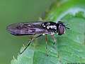 Platycheirus ambiguus (Fallén, 1817)