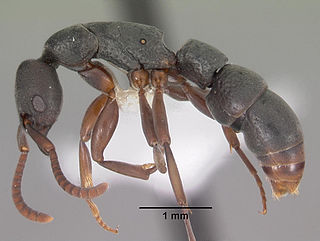 <i>Platythyrea parallela</i> Species of ant