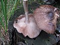 Pluteus atromarginatus