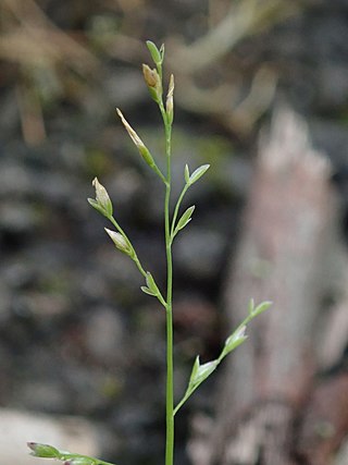 <i>Poa infirma</i> Species of grass