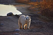 A polar bear waiting in the Fall for the sea ice to form. Polar bear waiting.jpg