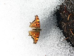 Polygonia faunus