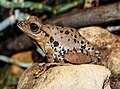 * Nomination Common tree frog; Wilhelma, Stuttgart --Llez 05:00, 24 October 2023 (UTC) * Promotion  Support Good quality. --Giles Laurent 07:03, 24 October 2023 (UTC)
