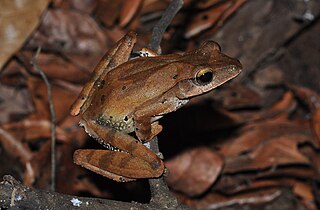 Western tree frog species of amphibian