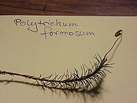 Tige seule de Polytrichum formosum, avec un sporophyte.