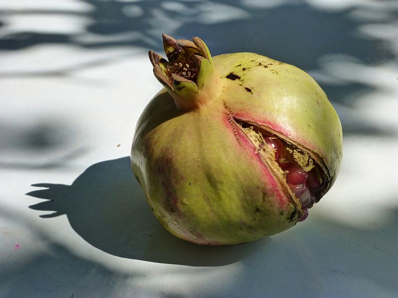 File:Pomegranate 1390244 5 6 HDR Natural.jpg