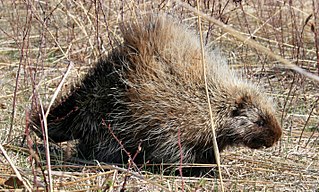 <span class="mw-page-title-main">Porcupine</span> Rodent with a coat of sharp spines