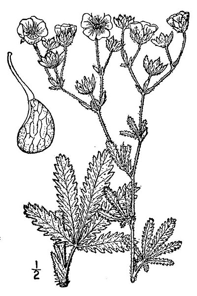 File:Potentilla recta BB-1913.jpg