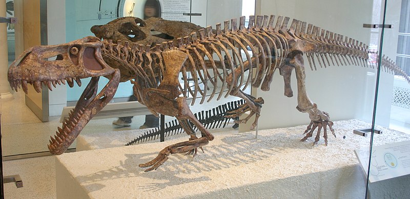 File:Prestosuchus AMNH.jpg