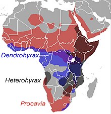 Procaviidae Range.jpg