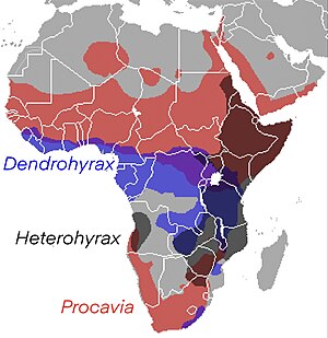 Hyrax