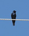 A male Purple Martin in Tuscon, Arizona, USA.