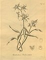 Prosthechea lambda (as syn. Epidendrum rueckerae) plate 149 in: H. G. Reichenbach: Xenia orchidacea - vol. 2 (1874)