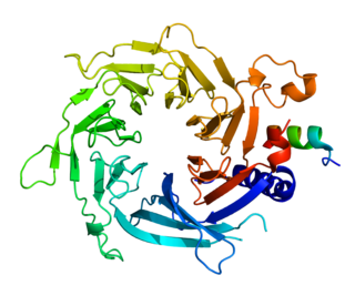 RBBP7 Protein-coding gene in the species Homo sapiens