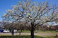 日本花の会 結城農場にて