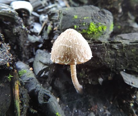 Psathyrella pennata I Posazavi.jpg