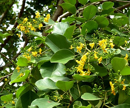 Pterocarpus rotundifolius