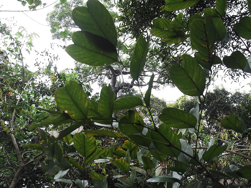 File:Pterocarpus santalinus-1-BSI-yercaud-salem-India.JPG