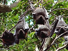 Black fruit bat (Pteropus alecto)