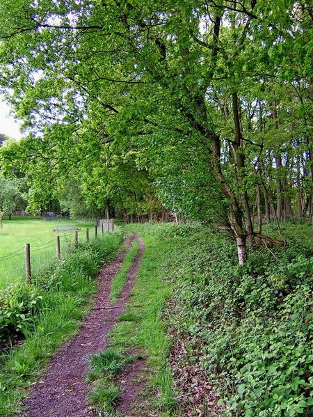 File:Public footpath from the Wyre Forest to St. John's Lane - geograph.org.uk - 1310645.jpg