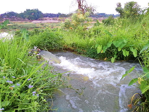 Irrigation is underway by pump-enabled extraction directly from the Gumti, seen in the background, in Comilla, Bangladesh.