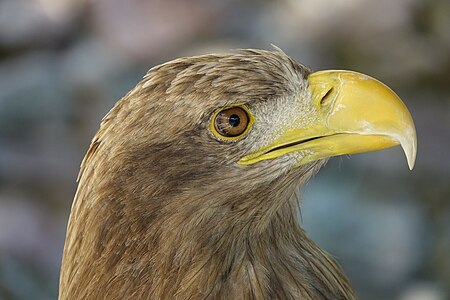 Haliaeetus albicilla (White-tailed Eagle) head