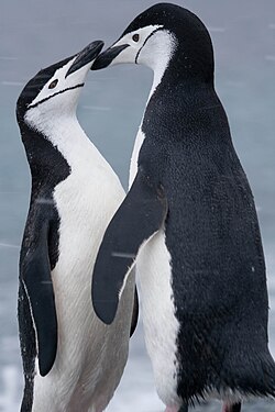 Zodasiksnas pingvīnu (Pygoscelis antarctica) pāris