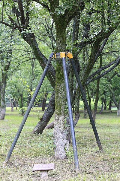 File:Pyrus communis, Hangzhou Botanical Garden 2018.06.03 16-03-42.jpg