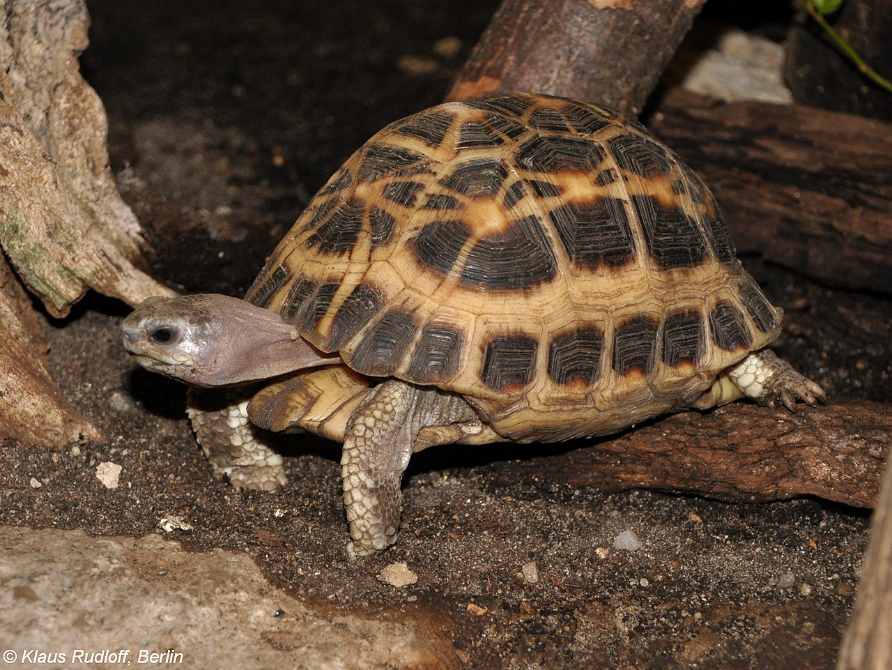 spider tortoise size