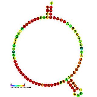 Small nucleolar RNA SNORD60