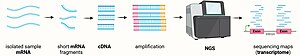 First, cellular mRNA is extracted and fragmented into smaller mRNA sequences, which undergo reverse transcription. The resulting cDNAs are sequenced on a Next Generation Sequencing (NGS) platform. The results of such sequencing allow the generation of transcriptomic sequencing genomic maps.