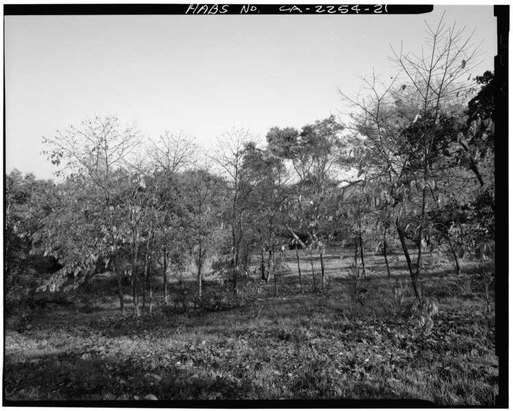 File:ROWS OF PERSIMMON (ALSO CALLED DIOSPYROS KAKI, ORIENTAL OR JAPANESE PERSIMMON). LOOKING SOUTH. - Gold Ridge Farm, 7777 Bodega Avenue, Sebastopol, Sonoma County, CA HABS CAL,49-SEBA,1-21.tif