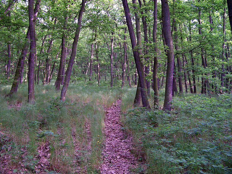 File:Radotín, pěšina v lese nad Zderazskou.jpg