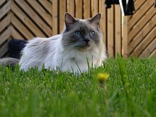 Ragdoll, Cats Wiki