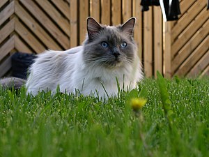 Ragdoll: Cat breed