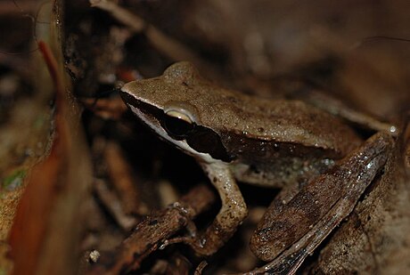 Sanguirana sanguinea