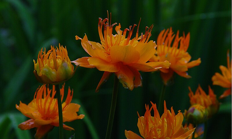 File:Rare orange flower - panoramio (1022).jpg