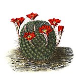 Rebutia fiebrigii