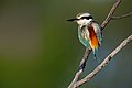 * Nomination Red-backed Kingfisher. By User:JJ Harrison --Tomer T 10:32, 11 December 2023 (UTC) * Promotion  Support Good quality. --Ermell 11:37, 11 December 2023 (UTC)