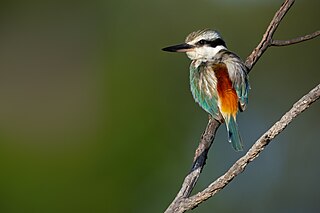 <span class="mw-page-title-main">Red-backed kingfisher</span> Species of bird