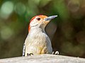 * Nomination Red-bellied woodpecker in Prospect Park, Brooklyn --Rhododendrites 21:34, 16 April 2021 (UTC) * Promotion  Support Good quality. --PsamatheM 21:56, 16 April 2021 (UTC)