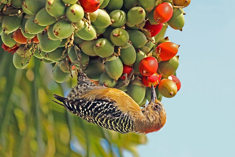 Picture of a bird eating.