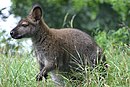 Красношеек wallaby.gk.jpg