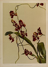 plate 60 Oncidium superbiens Cyrtochilum halteratum