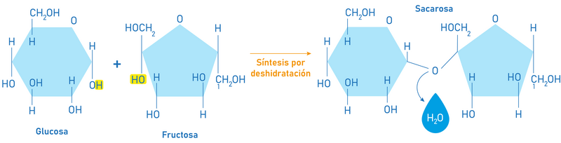 Glucosa que es y donde se encuentra