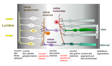 Traitement rétinien de la couleur — Site des ressources d'ACCES pour  enseigner les Sciences de la Vie et de la Terre